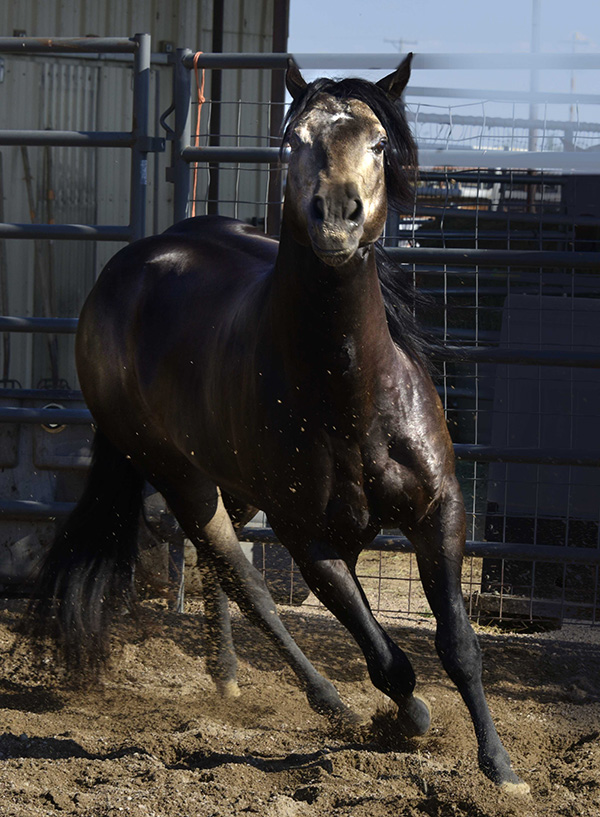 Black Hawke 2011 Blue Roan Stallion ~ Homozygous Roan ~ Standing at Stud